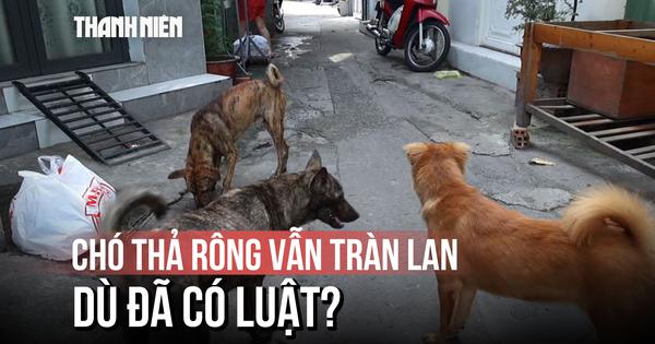 Áp dụng mức phạt đến 2 triệu đồng: Vì sao chó thả rông không rọ mõm vẫn tràn lan tại TP.HCM?