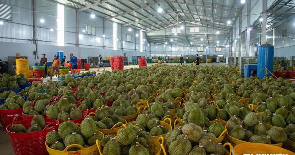 50 cơ sở được phép kiểm nghiệm chất cấm trên sầu riêng xuất khẩu Trung Quốc