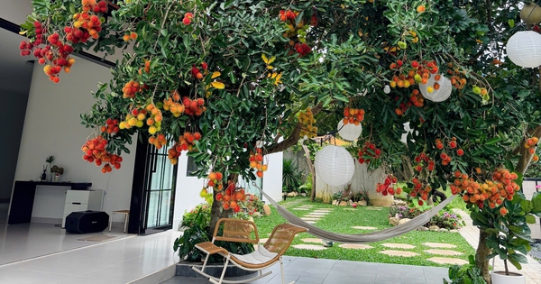 Căn nhà của vợ chồng trẻ ‘gây sốt’ với cây chôm chôm trĩu quả