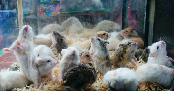 Nhật bắt giữ người hai lần giết hàng chục con chuột hamster