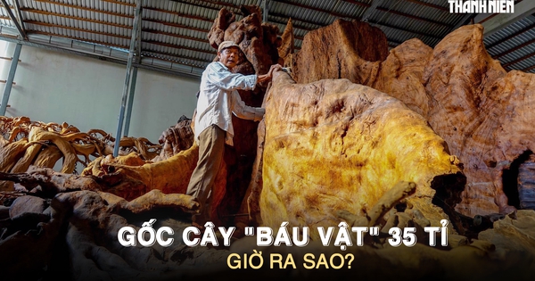 Gốc cây ‘báu vật’ 35 tỉ đồng từng gây xôn xao miền Tây, giờ ra sao?