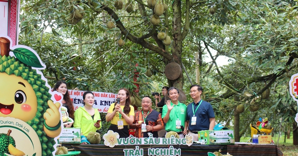 Từ đồn điền CADA đến ‘thủ phủ’ sầu riêng của Đắk Lắk