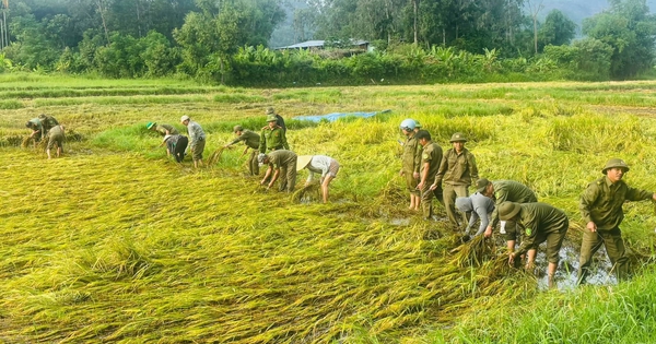 Lúa ngã rạp sau mưa lớn, cả xã xuống đồng lội bùn gặt lúa giúp dân