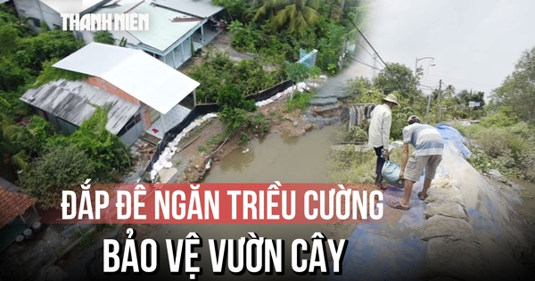 Dân vùng sạt lở Đồng Tháp chật vật đắp đê, ngăn triều cường cứu vườn cây ăn trái