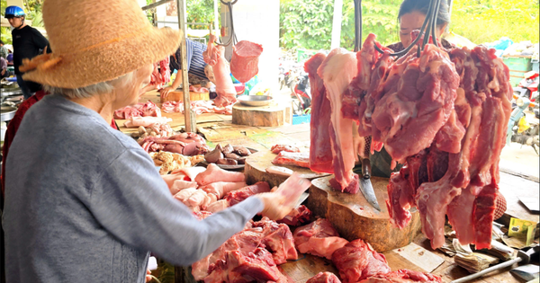 Giá heo hơi hôm nay 15.9.2026: Tăng nhẹ vài nơi