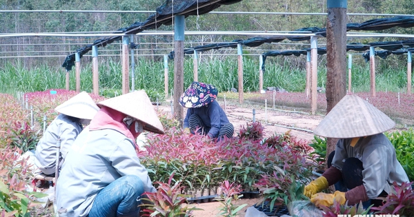 Bỏ nghề cơ khí, làm vườn ươm cây giống thu gần 20 tỉ đồng mỗi năm