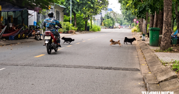 Chó vẫn thả rông khắp khu dân cư Cát Lái, có bé gái bị rượt vào tận nhà sách