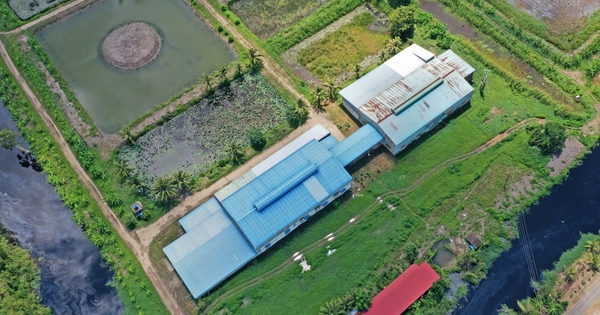 Thanh tra dự án lúa sạch có 3,28 ha đất chuyển đổi trái phép ở Cà Mau