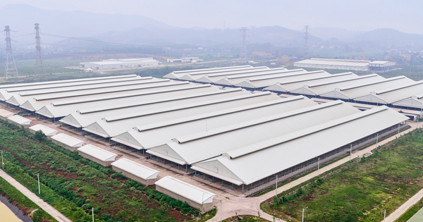 Thị trường thịt bò đa dạng: Người tiêu dùng tìm đâu ra thịt bò chuẩn?