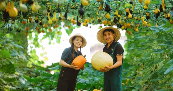 Bộ ảnh cưới giữa khu vườn cây trái trĩu cành do cặp đôi tự trồng