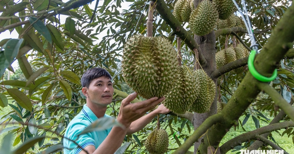 Giá sầu riêng bất ngờ tăng mạnh