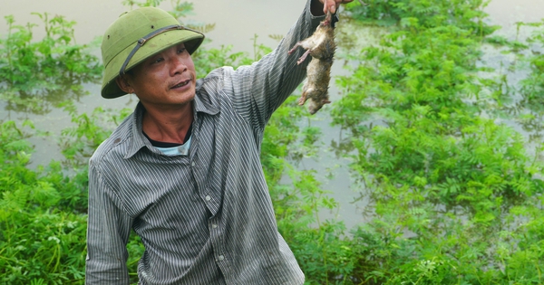 Nước lũ trắng đồng, người dân rủ nhau ra bờ đê bắt chuột