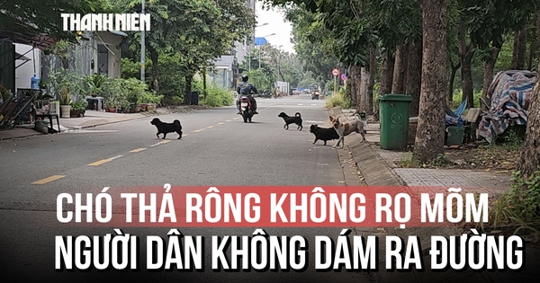 Chó thả rông bủa vây khu dân cư Cát Lái, người dân ngại ra đường tập thể dục