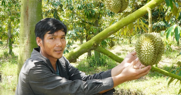 Nông sản ĐBSCL muốn sang Trung Quốc phải qua 4 ‘bộ lọc’