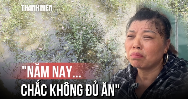 Làng hoa Tây Tựu úng rũ, nông dân thở dài trước nguy cơ mất trắng