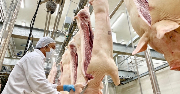 Quản lý giết mổ tại Hà Nội: Bài học từ sự đồng bộ và tầm nhìn quy hoạch