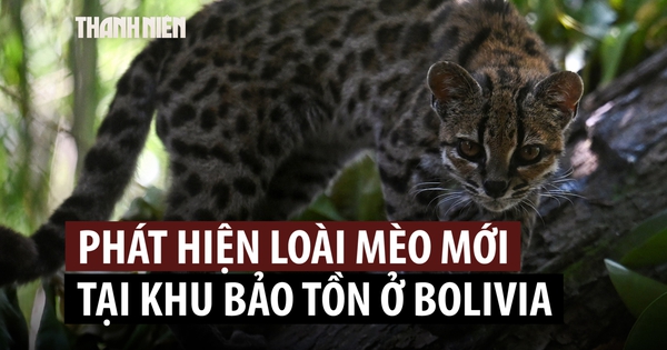 Sau hơn 100 năm mới phát hiện loài mèo hoang mới