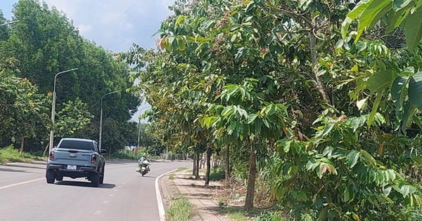 Cây xanh che khuất tầm nhìn