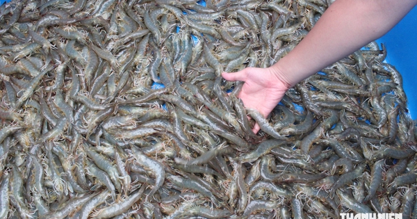 'Mỏ vàng' vỏ tôm đang bị lãng phí