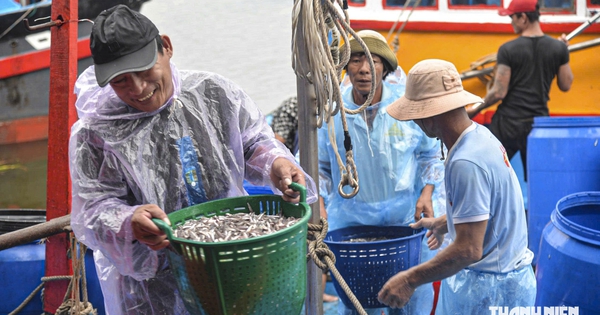 Trúng đậm cá cơm trái vụ, ngư dân Quảng Ngãi bỏ túi chục triệu đồng mỗi đêm