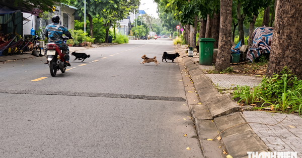 Chó thả rông ở Cát Lái: Vì sao tiếp nhận 14 phản ánh nhưng chưa xử phạt?