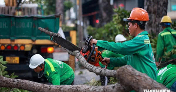 Hơn 8.000 cây cổ thụ ở TP.HCM được 'khám sức khỏe' trong mùa mưa thế nào?