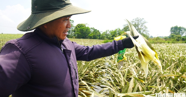 Xót ruột nhìn 300 ha dứa chết thối vì nước lũ