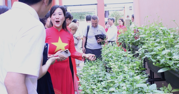 Giảng viên Nhật Bản thích thú thăm vườn rau học sinh TP.HCM chăm sóc