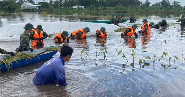 Bộ đội, công an dầm mình cứu lúa giúp nông dân An Giang chạy lũ