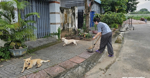 TP.HCM phát hiện 4 ổ dịch dại trên động vật