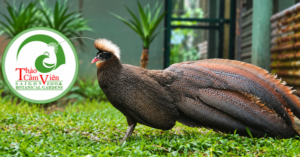 Ít ai biết vì sao chim trĩ sao xuất hiện trên logo Thảo Cầm Viên Sài Gòn