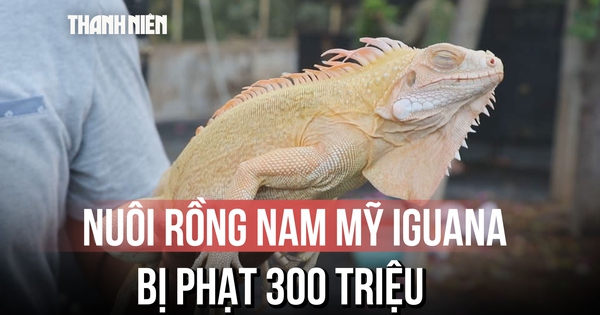 Người đàn ông nổi tiếng trong giới nuôi rồng Nam Mỹ, vì sao bị phạt 300 triệu đồng?