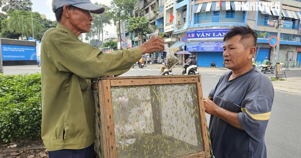 Hơn 40 năm vác vợt bắt cào cào, người đàn ông ở TP.HCM nuôi 3 con ăn học