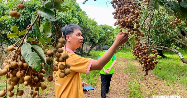 Về quê khởi nghiệp, chàng trai miền Tây nâng tầm trái nhãn cù lao Tân Thuận Đông