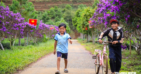 Đồi chè Đông Trường Sơn thu hút du khách với hàng ngàn cây hoa mua Úc