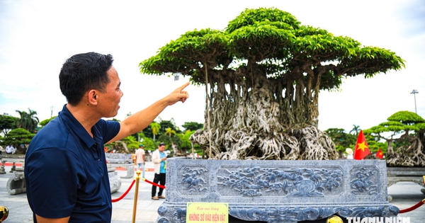 Chiêm ngưỡng cây sanh hơn 100 năm ở Quảng Ngãi được định giá khoảng 2 triệu USD