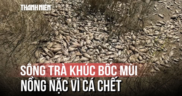 Sông Trà Khúc bốc mùi hôi thối vì cá chết mắc cạn giữa các ao tù