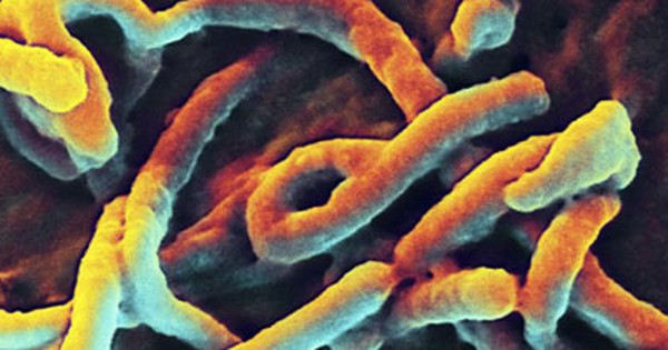 Có những biện pháp cần thực hiện khi phát hiện người nhiễm virus Ebola.