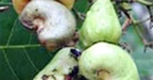 Một nông dân chế tạo thành công máy vặt hạt điều công suất lớn