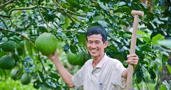 越南柚子超越泰國位列香港第一