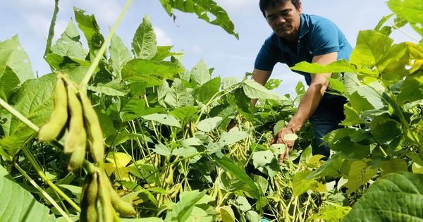 Nông dân trồng đậu nành giống mới trúng mùa trúng giá