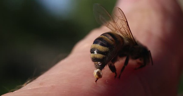 Có loại ong nào có độc tính mạnh và cần điều trị y tế khẩn cấp sau khi bị chích?
