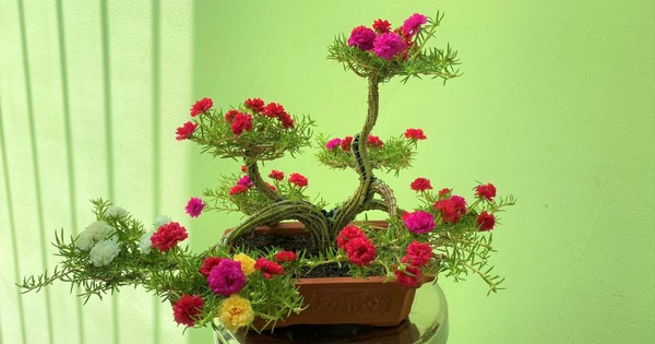 Thu Nhập Khấm Khá Nhờ Trồng Hoa Mười Giờ
