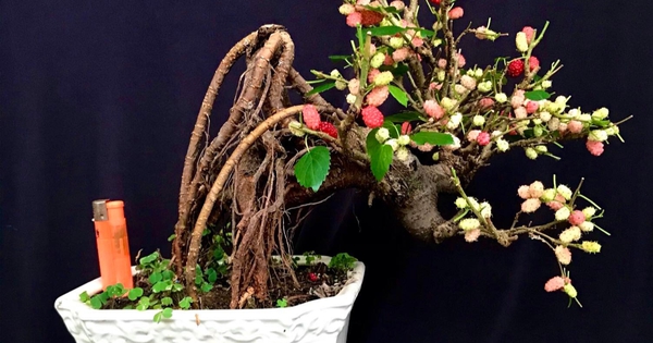 Tuyệt chiêu chăm sóc bonsai dâu tằm để cây trở nên đẹp và khỏe