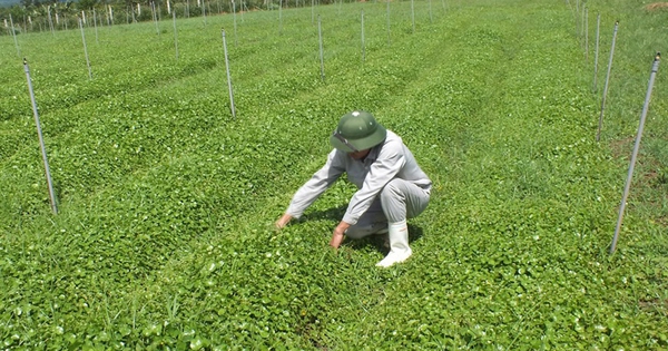 What are the benefits of buying bottled nước rau má (pennywort drink)?