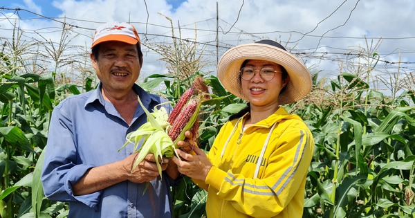 Khởi nghiệp từ giống bắp nữ hoàng đỏ