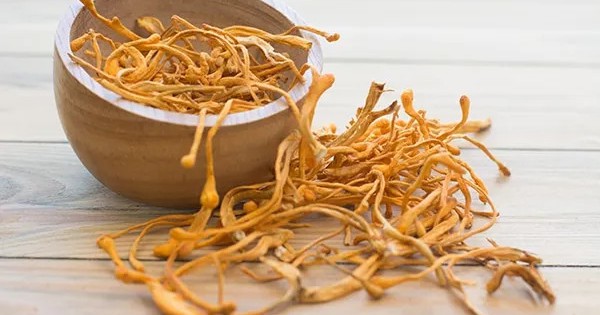 Phát hiện đột phá: Cách nuôi đông trùng hạ thảo chứa nhiều chất diệt ung thư