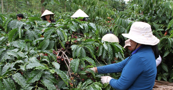 Lợi nhuận từ cà phê 'chuẩn'