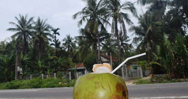 Tại sao giá trị trái của Dừa Tam Quan cao?
