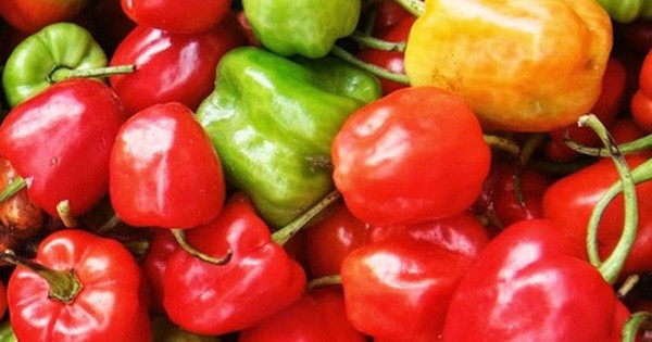 Ăn nhiều ớt chuông có thể gây viêm loét dạ dày không?
